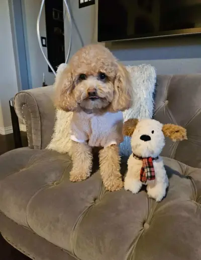Small poodle and a stuffed dog toy | New Day Lifestyle for Seniors