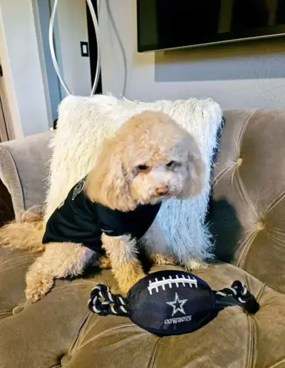 poodle on an armchair next to a plush football toy | New Day Lifestyle for Seniors